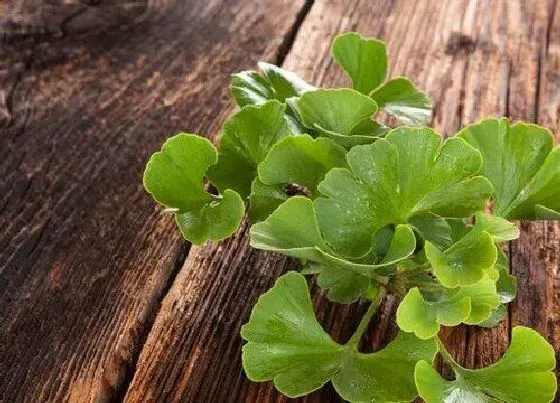 植物百科|银杏是单性花吗