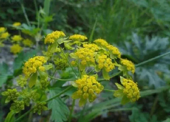 植物泡水|柴胡可以泡水喝吗