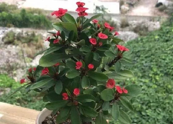 植物寓意|铁海棠的寓意和象征风水