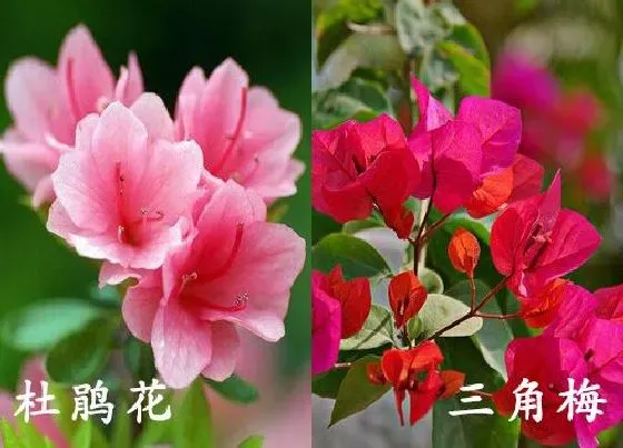 植物种类|杜鹃花和三角梅是一种花吗