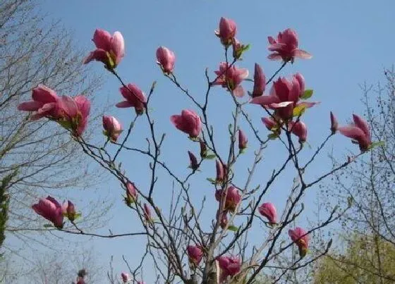 花期|广玉兰一年开几次花