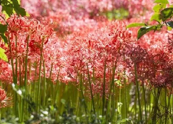 生长环境|曼珠沙华生长在哪里