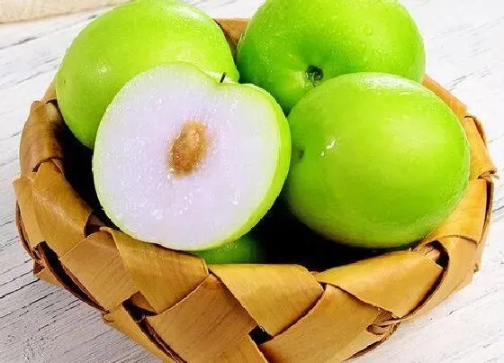 果实科普|牛奶青枣含糖量高吗（牛奶青枣不甜糖分含量是多少）