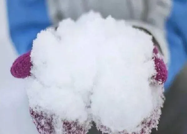 植物浇水|雪水可以浇花吗