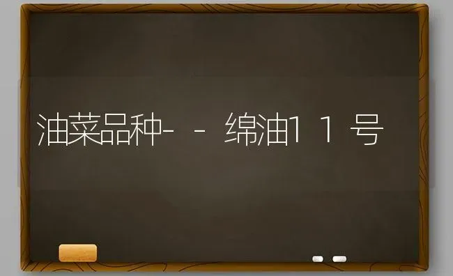 油菜品种--绵油11号 | 粮油作物种植