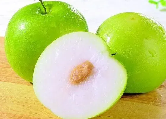 果实科普|牛奶青枣含糖量高吗（牛奶青枣不甜糖分含量是多少）