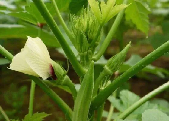 果实成熟|秋葵什么季节成熟上市