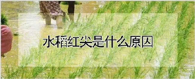 水稻红尖是什么原因 | 养殖技术