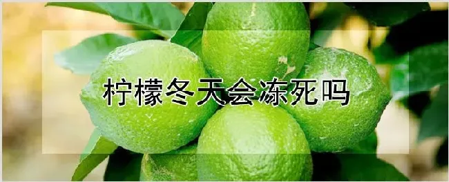 柠檬冬天会冻死吗 | 种植技术