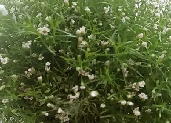 植物寓意|满天星代表什么象征意义