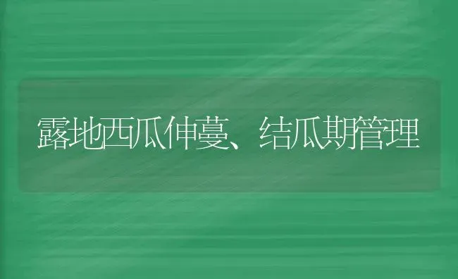 露地西瓜伸蔓、结瓜期管理 | 瓜果种植