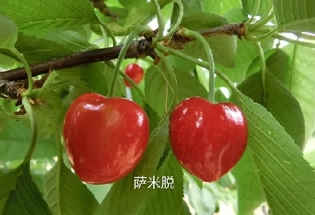 果实科普|最大最甜的大樱桃品种（目前甜度高坐果多的大樱桃品种）