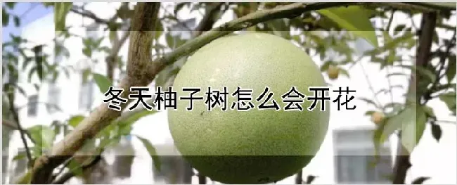 冬天柚子树怎么会开花 | 自然知识