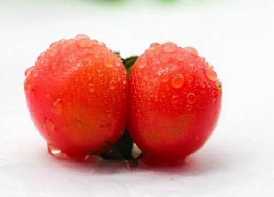 果实成熟|千禧果是几月份的水果