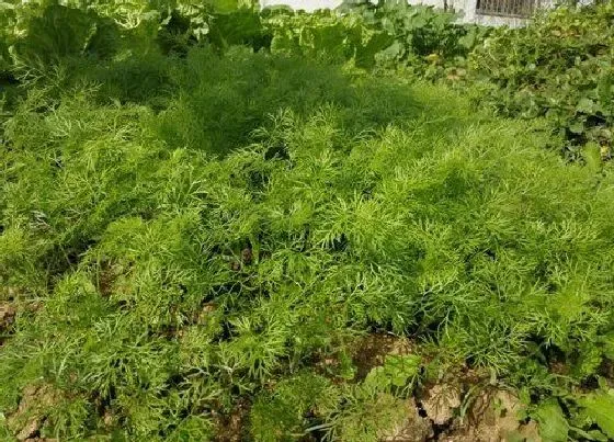 种植方法|茴香苗种植时间和方法