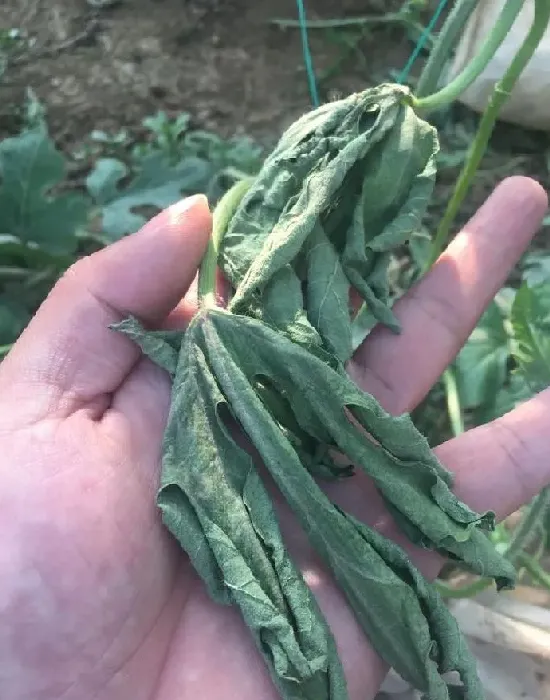 植物病害|怎样防治西瓜枯萎病（西瓜枯萎病的症状及防治措施新法）