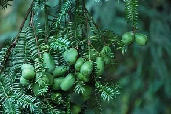 种植管理|香榧树几年结果实 种植多久才能开花挂果