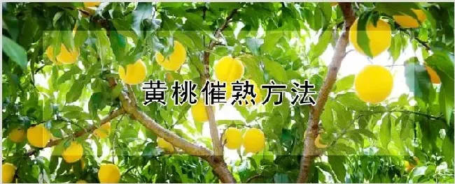 黄桃催熟方法 | 养殖技术