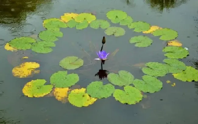 开花时间|蓝莲花什么时候开花 花期时间是几月