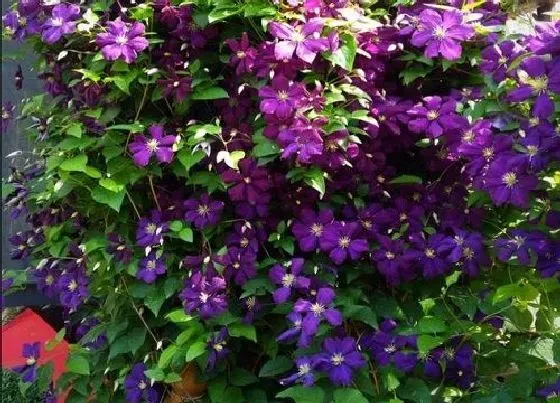 植物虫害|铁线莲介壳虫用什么药管用