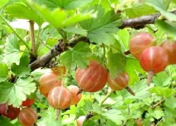 种植管理|灯笼果什么季节种植合适