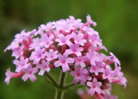 花期|马鞭草花期多长时间