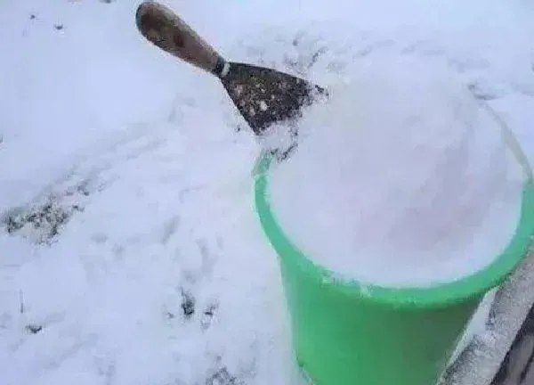 植物浇水|雪水可以浇花吗