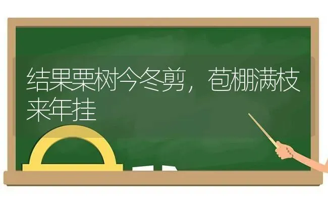 结果栗树今冬剪，苞棚满枝来年挂 | 瓜果种植