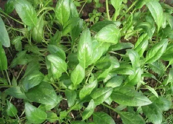 果实成熟|菠菜成熟期多少天 生长期是多少天成熟
