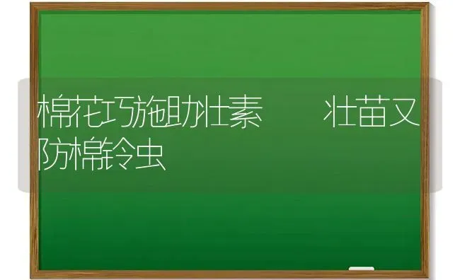 棉花巧施助壮素  壮苗又防棉铃虫 | 粮油作物种植