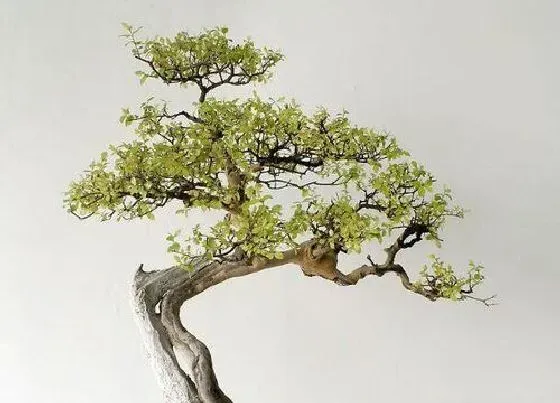 种植位置|家里可以种迎客松吗