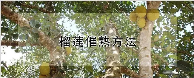 榴莲催熟方法 | 农业科普