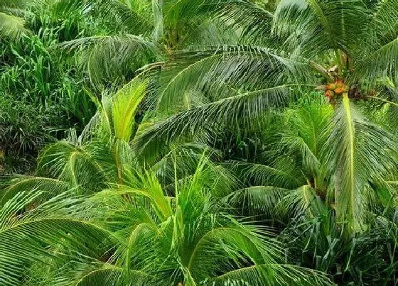 植物百科|椰子开花吗 开花什么样子