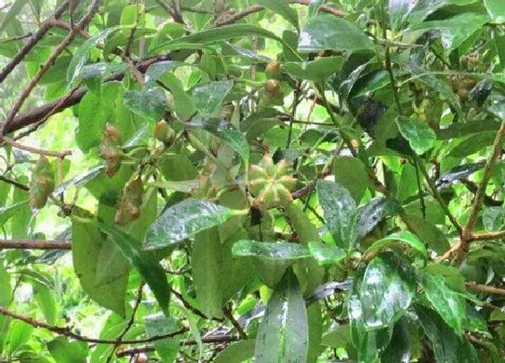 植物产地|八角哪里产的最好
