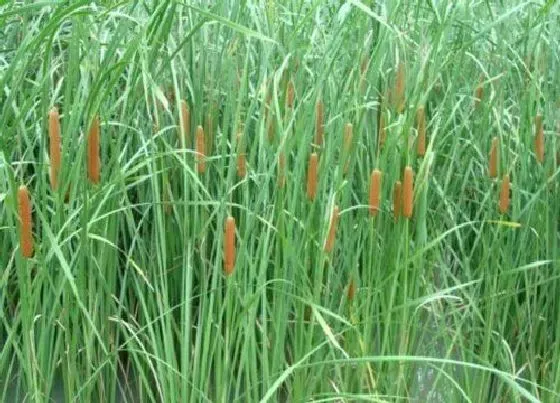 花语|蒲草的花语是什么寓意 代表象征着什么意思