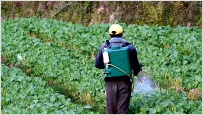 怎样提高农药的药效？ | 种植病虫害