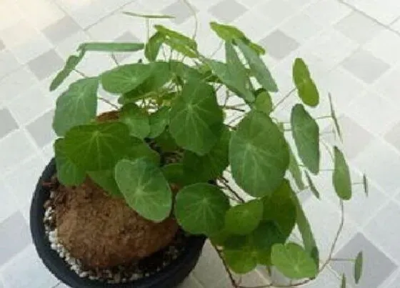 冬天植物|山乌龟耐寒多少度 最低温度多少度能过冬天