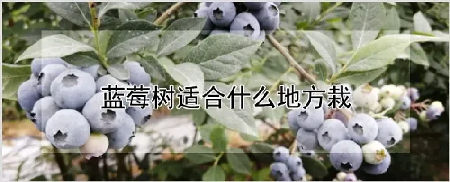 蓝莓树适合什么地方栽 | 耕种资料