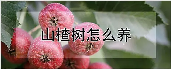 山楂树怎么养 | 自然知识