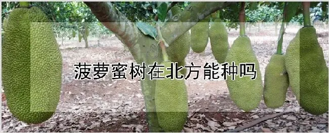 菠萝蜜树在北方能种吗 | 自然知识