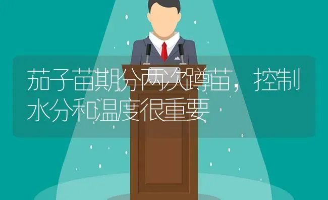 茄子苗期分两次蹲苗，控制水分和温度很重要 | 蔬菜种植