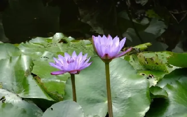 开花时间|蓝莲花什么时候开花 花期时间是几月