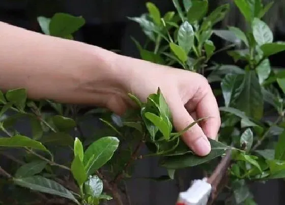 植物修剪|栀子花什么时候剪枝最好