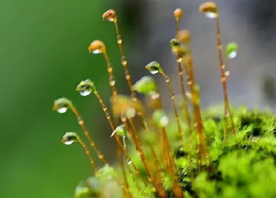 植物百科|苔花是什么植物