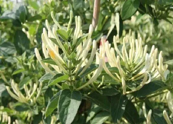 开花时间|北花一号金银花一年开几次花 一年四季开花吗