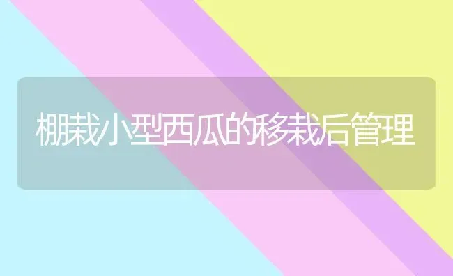棚栽小型西瓜的移栽后管理 | 瓜果种植