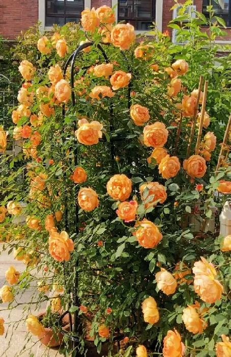 植物百科|夏洛特夫人月季优缺点（藤本夏洛特夫人花期长香味好闻）