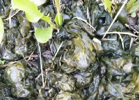 植物百科|地皮菜生长在什么地方