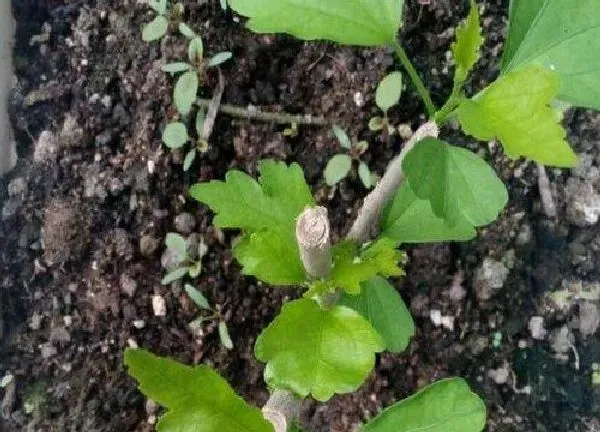 植物发芽|木槿什么时候发芽长叶