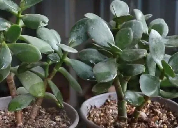 植物浇水|阿司匹林可以浇玉树吗
